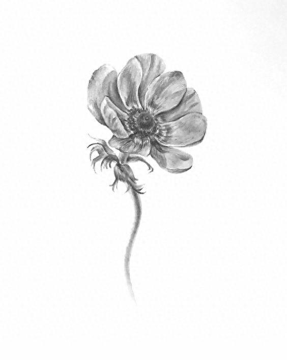 手绘 花 图片 铅笔画 简单 素描 简笔画