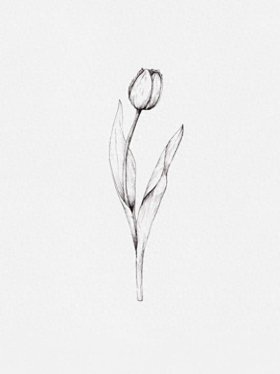 手绘 花 图片 铅笔画 简单 素描 简笔画
