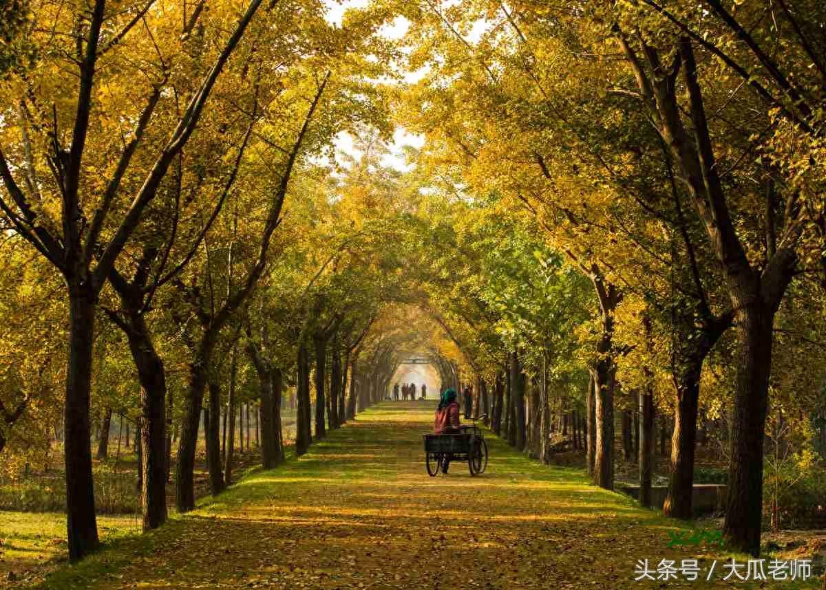 邳州的银杏时光隧道，全长3000多米，宛如黄金一片很是漂亮
