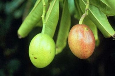 ​看起来香甜可口的“小芒果”，却身含剧毒，如果误食会危及生命