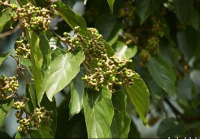 ​农村独有的万寿果，外表畸形但全身上下都是宝