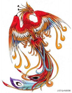 ​世界上凤凰真的存在吗？揭秘真实凤凰图片