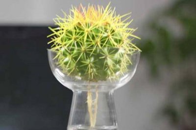 ​仙人球也能水培？手把手教你如何水培仙人球！