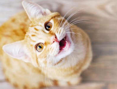 ​猫爱你的5大表现