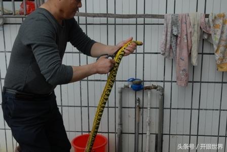 实拍：血腥的杀蛇全过程