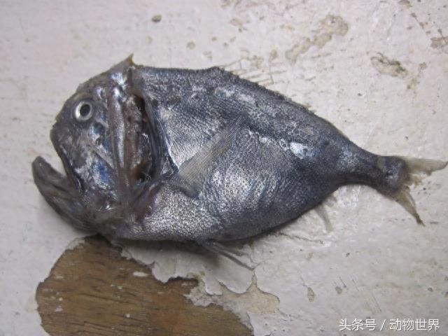 深海生物-角高体金眼鲷