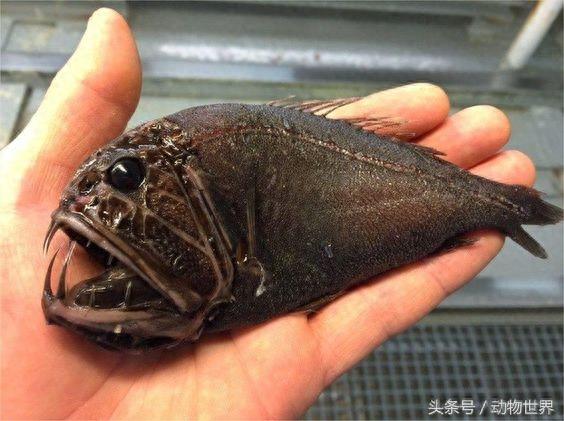 深海生物-角高体金眼鲷