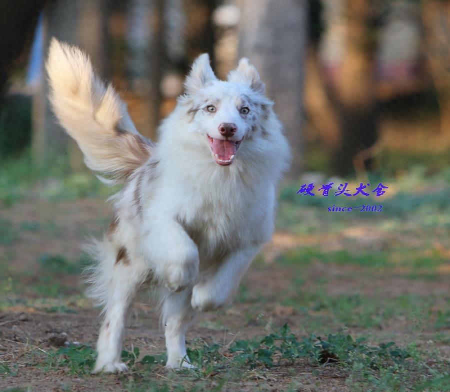 常见的不同颜色的边境牧羊犬