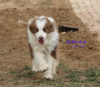 ​常见的不同颜色的边境牧羊犬