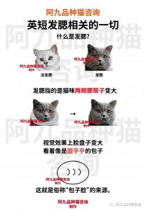 ​蓝白母猫发腮前后照片，英短母猫发腮期是什么时候，母猫发腮照片