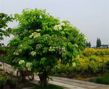 ​接骨木，中西名药