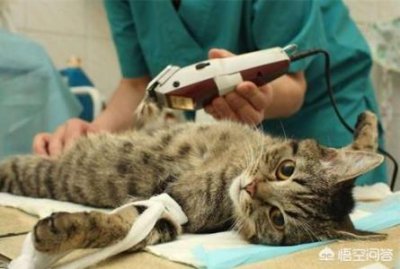 ​猫咪呕吐要主人要重视，分享猫呕吐的真相及解决办法，轻松应对猫咪呕吐