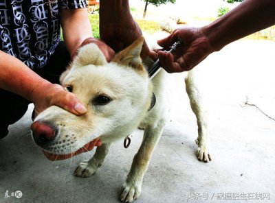 ​狂犬病能治吗 民间偏方就能治好它？