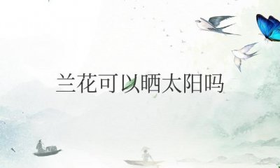 ​兰花可以晒太阳吗