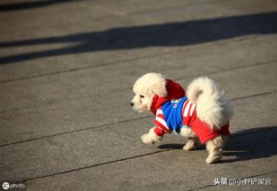 ​仓鼠脚肿怎么办？五个小步骤教你治好它！