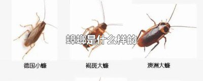 ​蟑螂是什么样的人 蟑螂是什么样的动物