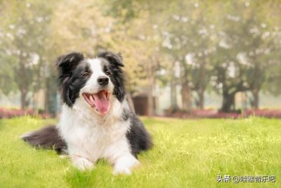 ​狗狗不吃饭该怎么办