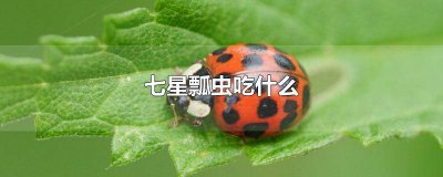 ​七星瓢虫吃什么的? 请问七星瓢虫吃什么