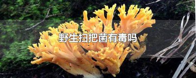 ​扫把菌中毒症状 扫把菌能吃吗