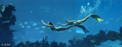 ​swim(记住：Teach fish to swim千万不要翻译为“教鱼去游泳”)