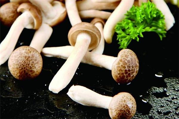 蟹味菇长白毛可以吃吗 蟹味菇发霉还能吃吗