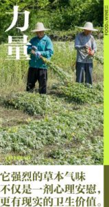 ​探索“丁香成人社区”的神秘力量：免费色情网站的吸引力之谜