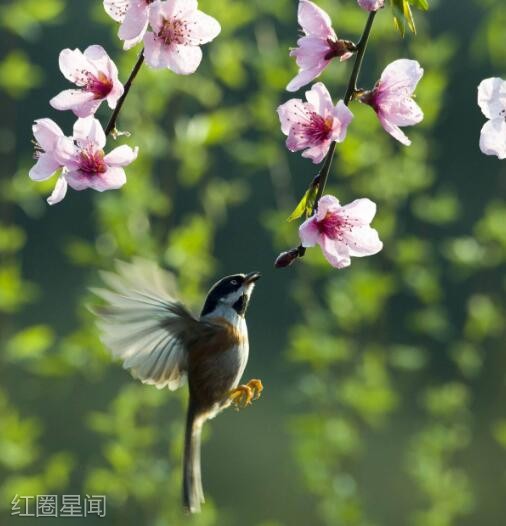 春分是什么意思有什么习俗 春燥时期饮食要平衡