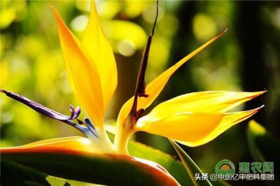 ​鹤望兰的花语是什么（详解鹤望兰代表的含义）