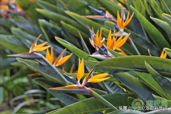 鹤望兰的花语是什么（详解鹤望兰代表的含义）