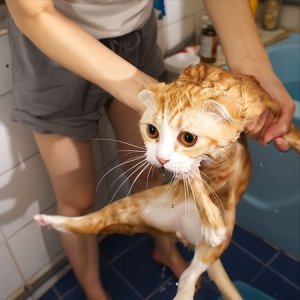 ​猫咪多久洗一次澡正常（宠物猫咪一年不洗澡都行真的吗）