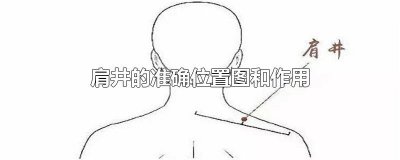 ​肩井的准确位置图和作用