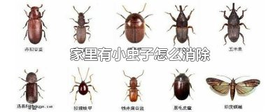 ​家里有小虫子怎么消除