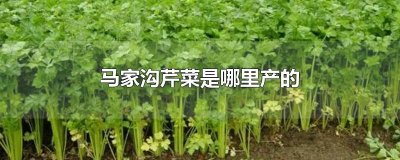 ​马家沟芹菜是哪里产的