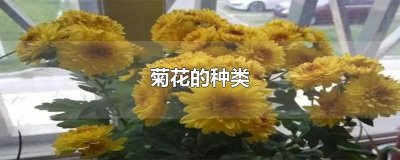 ​菊花的种类