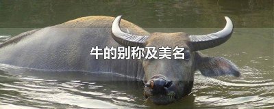 ​牛的别称及美名有哪些字 牛的别称与美名