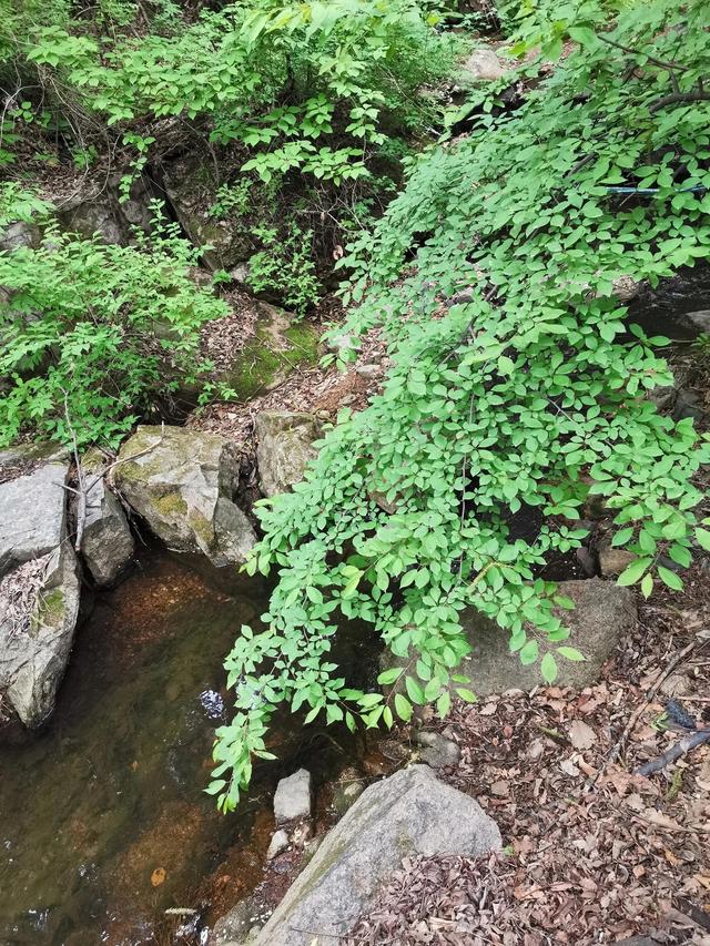 千山旅游最有效的旅游攻略（自驾游千山旅游攻略）(36)