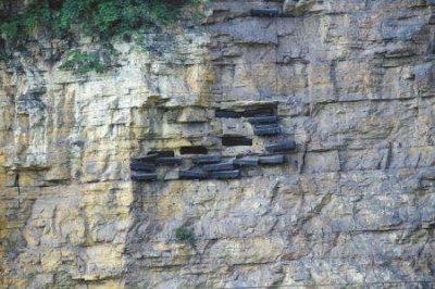 ​大型狗的品种排名世界上最聪慧的狗排名前十名