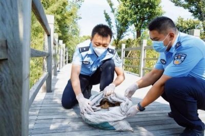 ​中华大蟾蜍险些成为“熏拉丝”？食用野生动物存在这些隐患