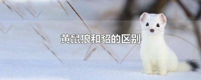 ​貂跟黄鼠狼的区别 貂和黄鼠狼的区别是什么