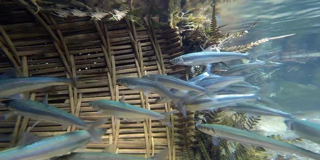云南玉溪抚仙湖旅游（美丽云南第二季）(11)