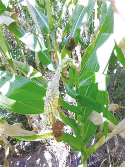玉米是雌雄同株吗(玉米雌雄同株为什么要异花传粉)