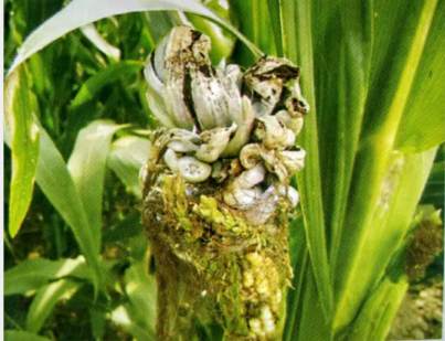 玉米是雌雄同株吗(玉米雌雄同株为什么要异花传粉)