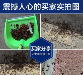 ​如何杀蟑螂，如何快速、干净的杀死蟑螂？