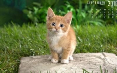 应对猫咪跳蚤问题:传统偏方的实用效果