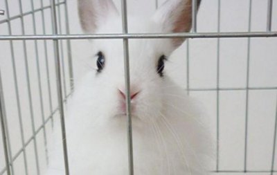 ​西施兔是怎样的？西施兔的简介