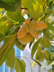 ​2023年10月10日农历八月二十六