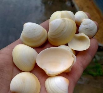 ​贝壳的颜色有哪些，海螺的颜色有哪些？