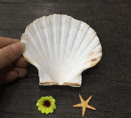 贝壳紫是什么颜色