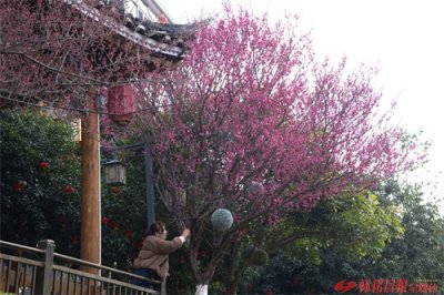 ​图说 | 春来梅花枝头俏