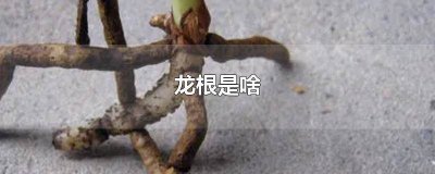 ​尼伯龙根的指环是什么 尼伯龙根是哪个国家的